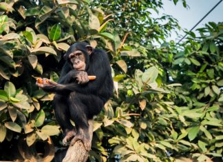 Chimpanzee Habituation Experience in Kibale National Park
