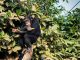 Chimpanzee Habituation Experience in Kibale National Park