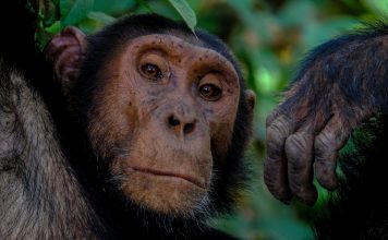 Chimpanzee Tracking in Kibale Forest National Park