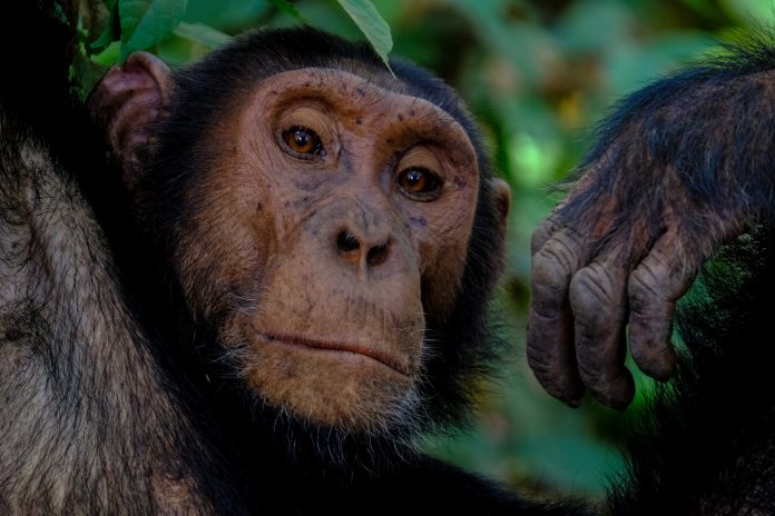 chimpanzee trekking