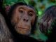 Chimpanzee Tracking in Kibale Forest National Park