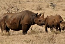 kenya relocates 14 black rhinos to a secure habitat Tsavo