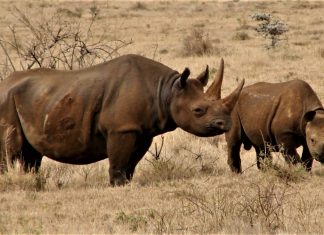 kenya relocates 14 black rhinos to a secure habitat, new sanctuary in Tsavo kenya relocates 14 black rhinos to a secure habitat Tsavo