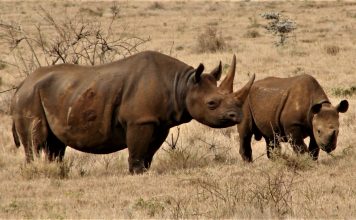 kenya relocates 14 black rhinos to a secure habitat, new sanctuary in Tsavo kenya relocates 14 black rhinos to a secure habitat Tsavo