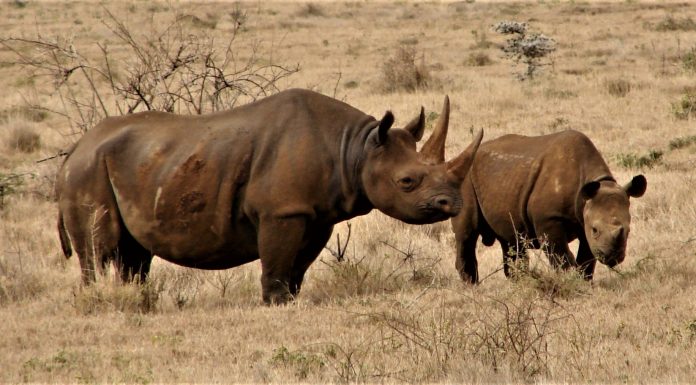 kenya relocates 14 black rhinos to a secure habitat, new sanctuary in Tsavo kenya relocates 14 black rhinos to a secure habitat Tsavo
