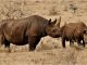 kenya relocates 14 black rhinos to a secure habitat Tsavo