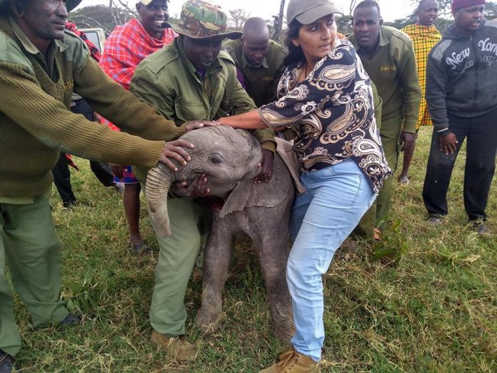 New born Elephant transfered to David Sheldrick Wildlife Trust New born Elephant transfered to David Sheldrick Wildlife Trust