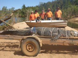 Water beast 15ft crocodile finally caught after eight-year hunt in Australia