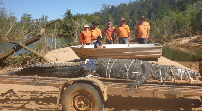 Water beast 15ft crocodile finally caught after eight-year hunt in Australia