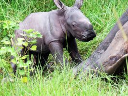 Male Rhino born in Uganda - Ziwa Rhino sanctuary