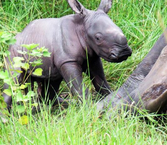 Male Rhino born in Uganda - Ziwa Rhino sanctuary