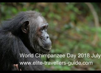 World Chimpanzee Day 2018 July 14th celebrating our closest cousins