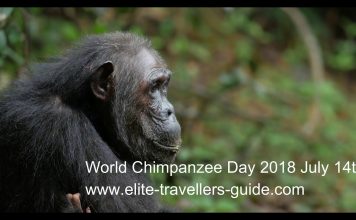 World Chimpanzee Day 2018 July 14th celebrating our closest cousins
