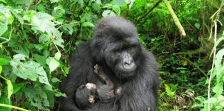 Two baby mountain gorillas born in Virunga National Park