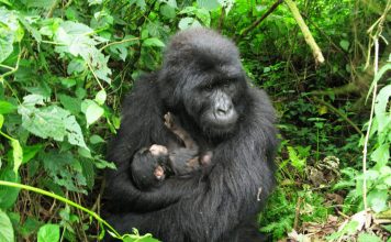 Two baby mountain gorillas born in Virunga National Park Two baby mountain gorillas born in Virunga National Park