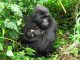 Two baby mountain gorillas born in Virunga National Park Two baby mountain gorillas born in Virunga National Park