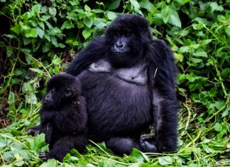 Rwanda discounts the price of gorilla permits by 30 per cent from $1500 to $1,050 Rwanda discounts the price of gorilla permits by 30 per cent from $1500 to $1,050