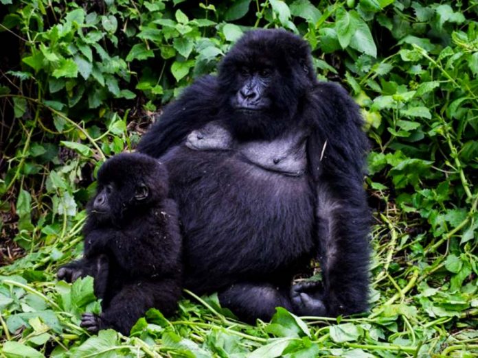 Rwanda discounts the price of gorilla permits by 30 per cent from $1500 to $1,050 Rwanda discounts the price of gorilla permits by 30 per cent from $1500 to $1,050