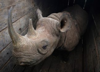 lions attack rhino survivor of bungled kenyan park relocation