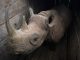 lions attack rhino survivor of bungled kenyan park relocation