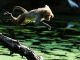 Man stoned to death by monkeys in india uttar pradesh tikri Village