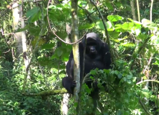 Bwindi Impenetrable National Park