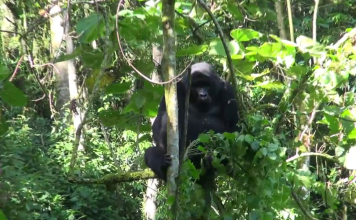 Bwindi Impenetrable National Park