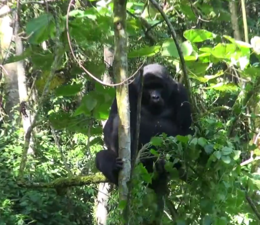 Bwindi Impenetrable National Park