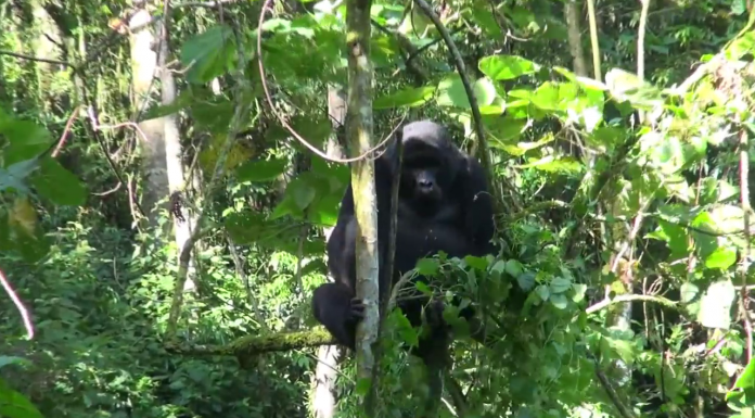 Bwindi Impenetrable National Park Bwindi Impenetrable National Park
