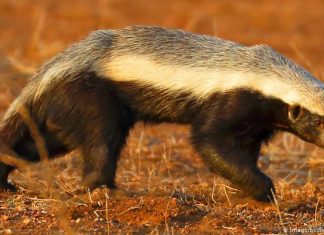 Honey badger saved from poachers The honey badger, also known as the ratel, is a mammal widely distributed in Africa