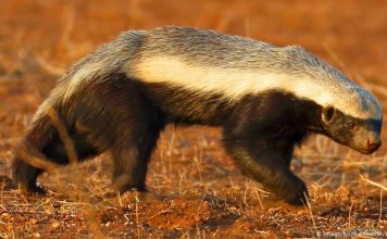 Honey badger saved from poachers The honey badger, also known as the ratel, is a mammal widely distributed in Africa