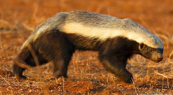 Honey badger saved from poachers The honey badger, also known as the ratel, is a mammal widely distributed in Africa
