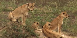Poacher killed by elephant then eaten by lions