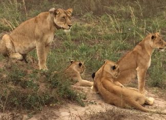 Poacher killed by elephant then eaten by lions