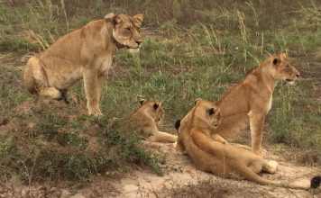 Poacher killed by elephants and then eaten by lions in South Africa Poacher killed by elephant then eaten by lions