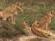 Poacher killed by elephants and then eaten by lions in South Africa Poacher killed by elephant then eaten by lions