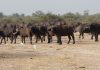 Queen Elizabeth National Park