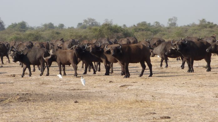 Queen Elizabeth National Park