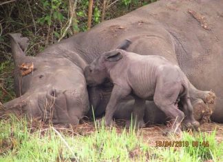 New Rhino is born at Ziwa Rhino Sanctuary, Uganda New Rhino is born at Ziwa Rhino Sanctuary, Uganda