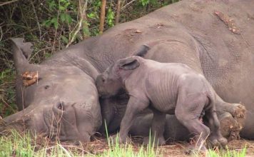 New Rhino is born at Ziwa Rhino Sanctuary, Uganda New Rhino is born at Ziwa Rhino Sanctuary, Uganda