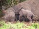 New Rhino is born at Ziwa Rhino Sanctuary, Uganda New Rhino is born at Ziwa Rhino Sanctuary, Uganda
