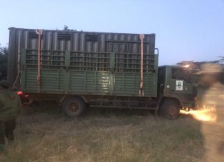 Uganda wildlife Authority translocates Impala to Pian Upe wildlife Uganda wildlife Authority translocates Impala to Pian Upe wildlife