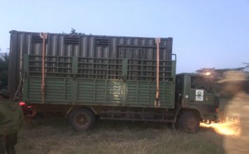 Uganda wildlife Authority translocates Impala to Pian Upe wildlife Uganda wildlife Authority translocates Impala to Pian Upe wildlife