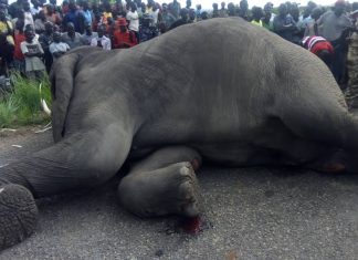 ELEPHANT KNOCKED DOWN