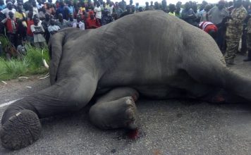 ELEPHANT KNOCKED DOWN