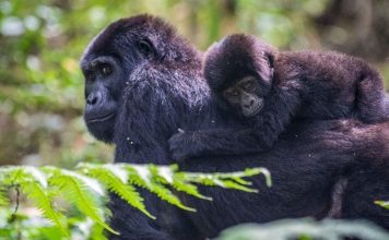 Where to see gorillas in Rwanda Where to see gorillas in Rwanda