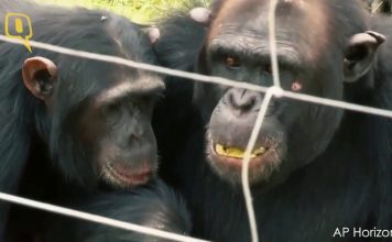 The endangered chimpanzees find their new home in Kenya