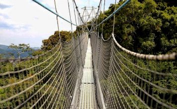 Rwanda’s Nyungwe canopy walk reopens after completion of maintenance works Rwanda's Nyungwe canopy walk reopens after completion of maintenance works