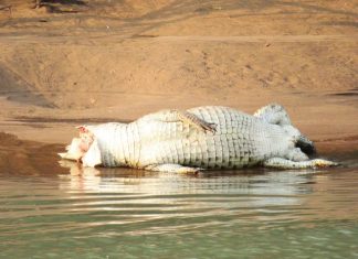 Namibia probes poisoning, mutilation of crocodiles Namibia probes poisoning, mutilation of crocodiles
