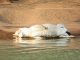 Namibia probes poisoning, mutilation of crocodiles Namibia probes poisoning, mutilation of crocodiles
